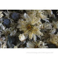High quality organic Chrysanthemum flower dried